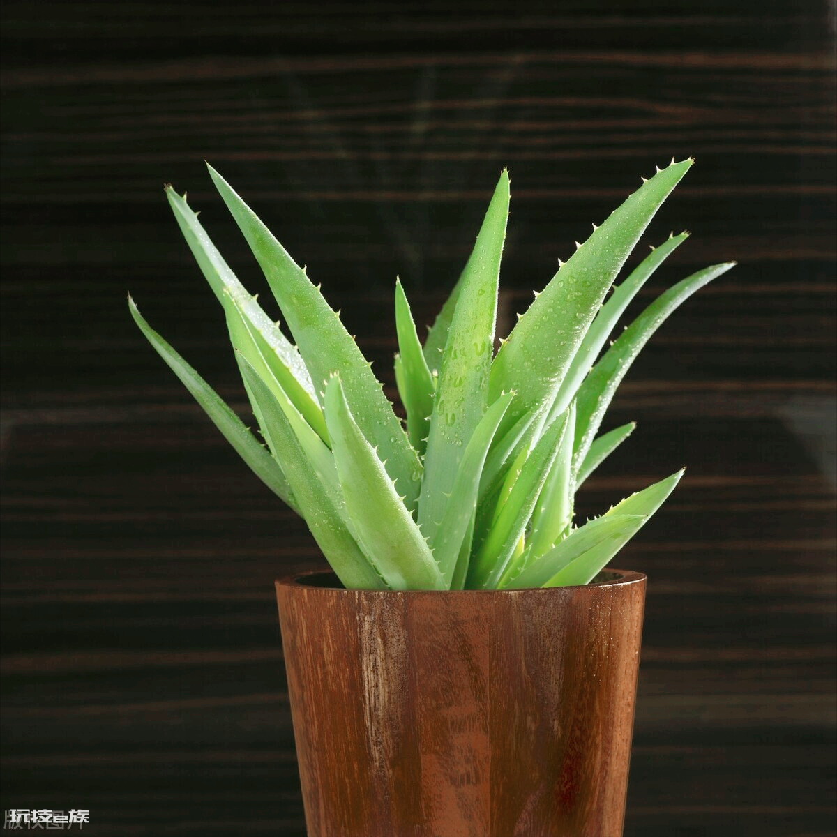 防辐射最强的7种植物(便宜好养又吸收电脑辐射的绿植排名)-图片3